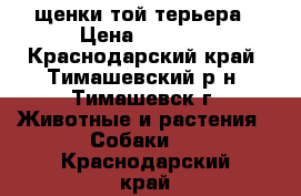 щенки той-терьера › Цена ­ 3 000 - Краснодарский край, Тимашевский р-н, Тимашевск г. Животные и растения » Собаки   . Краснодарский край